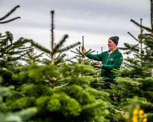 Man standing in field with Christmas trees