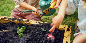 Two hands gardening with watering can and spade