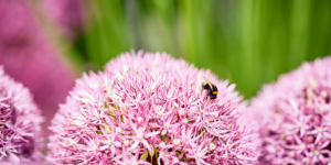 Pink flower with bee on it