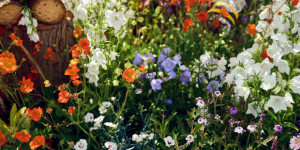 Array of colourful flowers