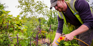 Man watering plants