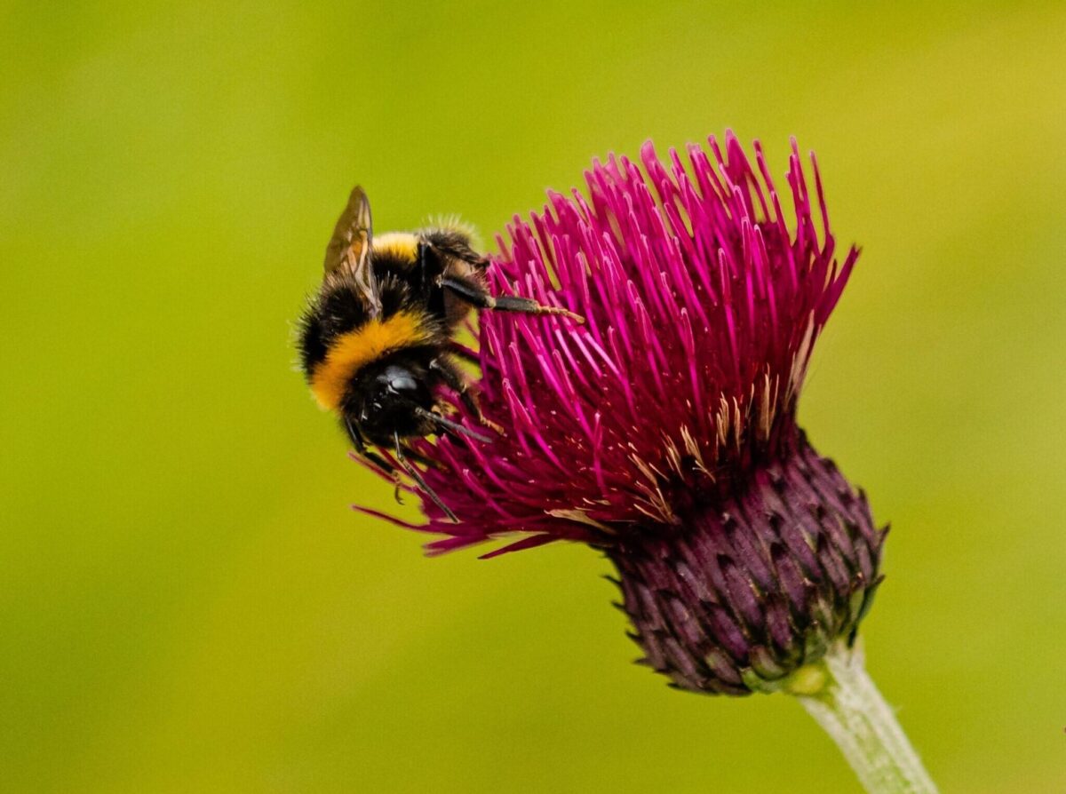 How to Entice Pollinators into Your Garden