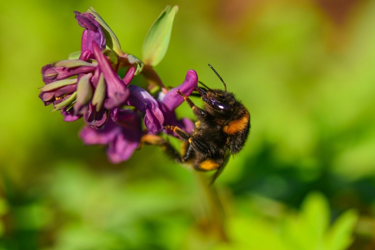 Planting for early-emerging pollinators