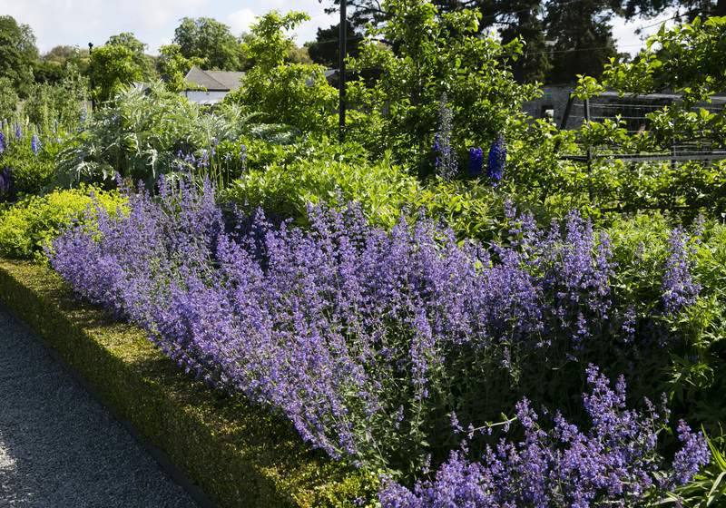 Flowers in walled garden